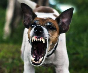 Aggressive Dogs: Understanding and Dealing With This Threat