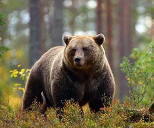 “Surprised” Hunters Forced To Shoot Grizzly Bear During Attack