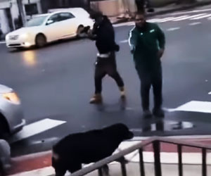 Full Video of Concealed Carrier Shooting Dogs That Were Attacking a Child