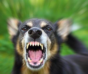 Man Shoots Neighbor’s Attacking Dog In Self-Defense