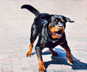 Concealed Carrier Shoots 1 of 2 Rottweilers Stopping Attack on Female Jogger