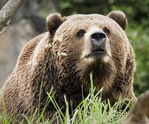 Man Charged After Warning Shot To Protect Dog From Bear