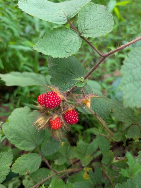 Foraged Berries