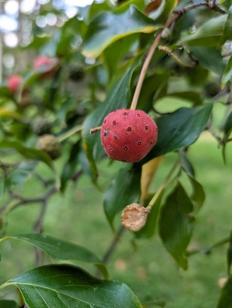 Fun with foraging