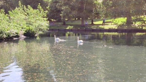 swan's lake