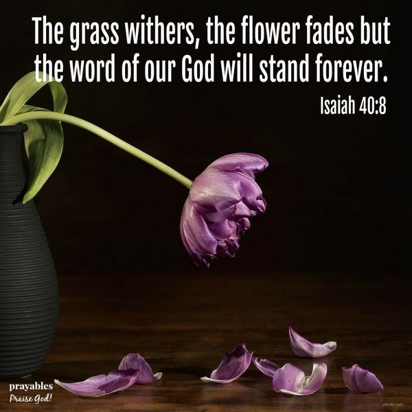 Isaiah 40:8 The grass withers, the flower fades,     but the word of our God will stand forever.