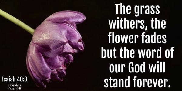 Isaiah 40:8 The grass withers, the flower fades, but the word of our God will stand forever.