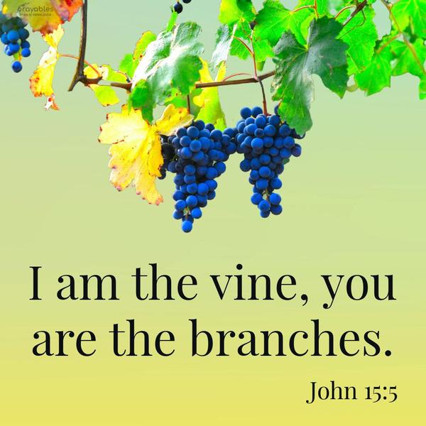 John 15:5 I am the vine, you are the branches.