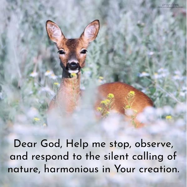 Dear God, Help me stop, observe, and respond to the silent calling of nature, harmonious in Your creation.