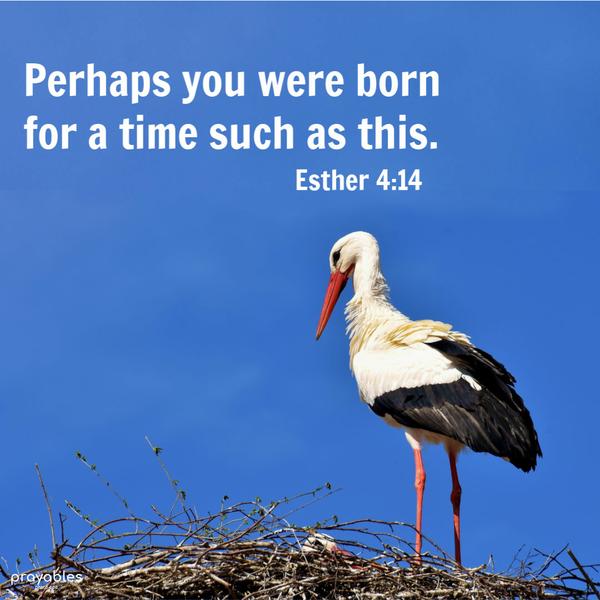 Esther 4:14 Perhaps you were born for a time such as this.