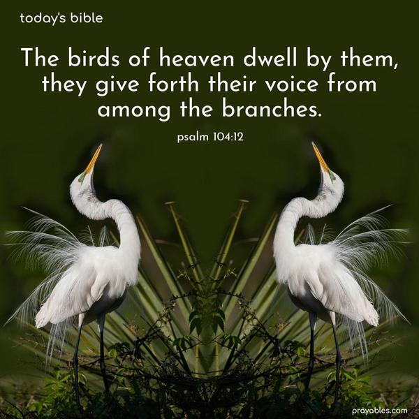 The birds of heaven dwell by them, they give forth their voice from among the branches. Psalm 104:12