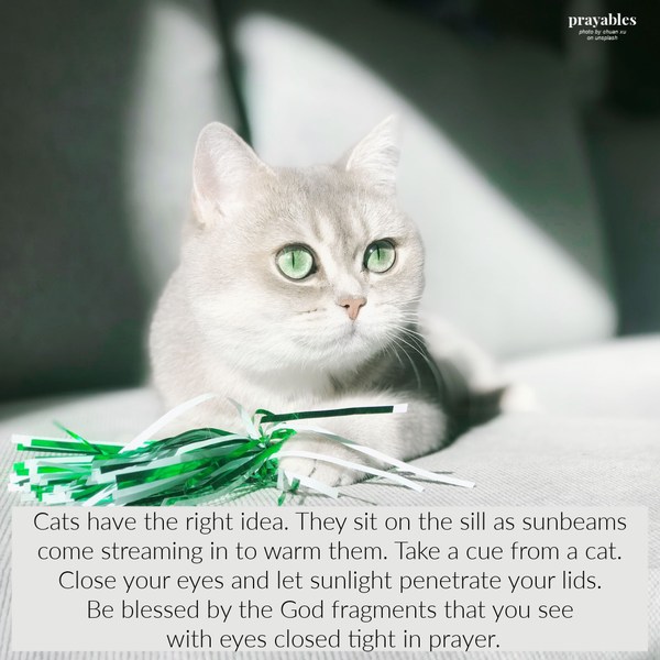 Cats have the right idea. They sit on the sill as sunbeams come streaming in to warm them. Take a cue from a cat. Close your eyes and let sunlight penetrate your lids. Be blessed by the God fragments that you see with eyes closed tightly in prayer.