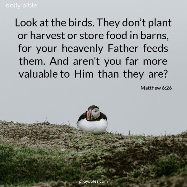 Look at the birds. They don’t plant or harvest or store food in barns, for your heavenly Father feeds them. And aren’t you far more valuable to Him than they are? Matthew 6:26