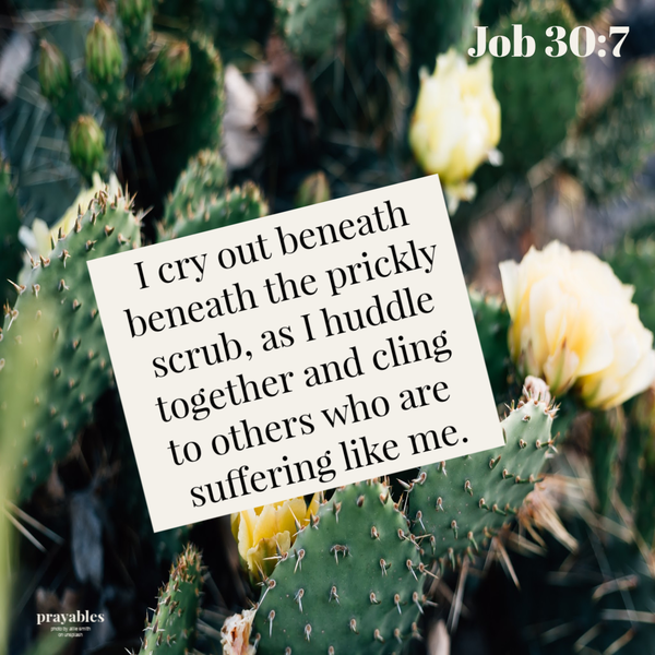 Job 30:7 I cry out beneath the prickly scrub, as I huddle together and cling to others who are suffering like me