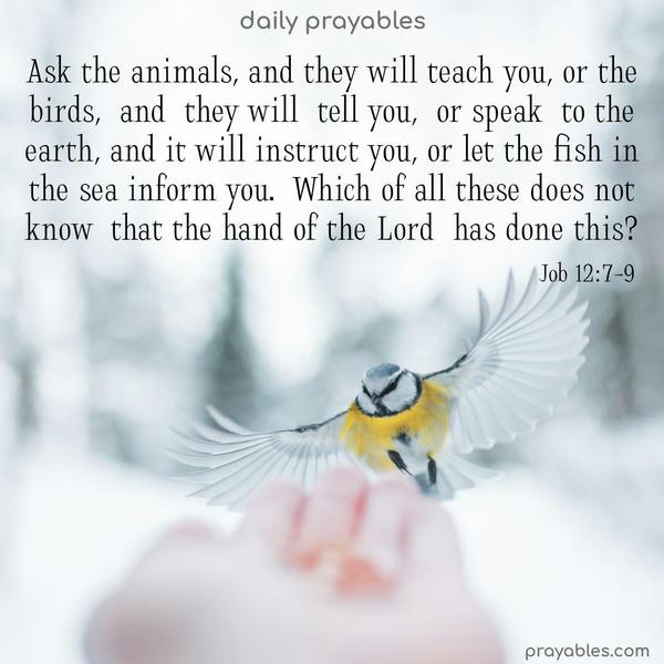 Ask the animals, and they will teach you, or the birds, and they will tell you, or speak to the earth, and it will instruct you, or let the fish in the sea inform you. Which of all these does not know that the hand of the Lord has done this? Job 12:7-9