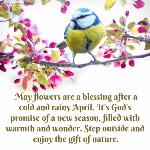 May flowers are a blessing after a cold and rainy April. It's God's promise of a new season, filled with warmth and wonder. Step outside and enjoy the gift of nature.