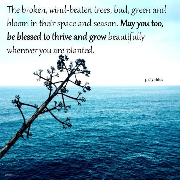 May you too be blessed to thrive and grow.