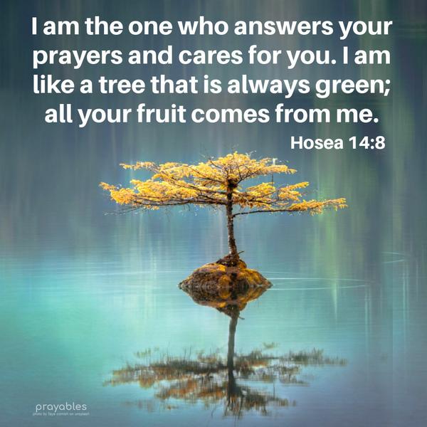 Hosea 14:8 I am the one who answers your prayers and cares for you. I am like a tree that is always green; all your fruit comes from me.