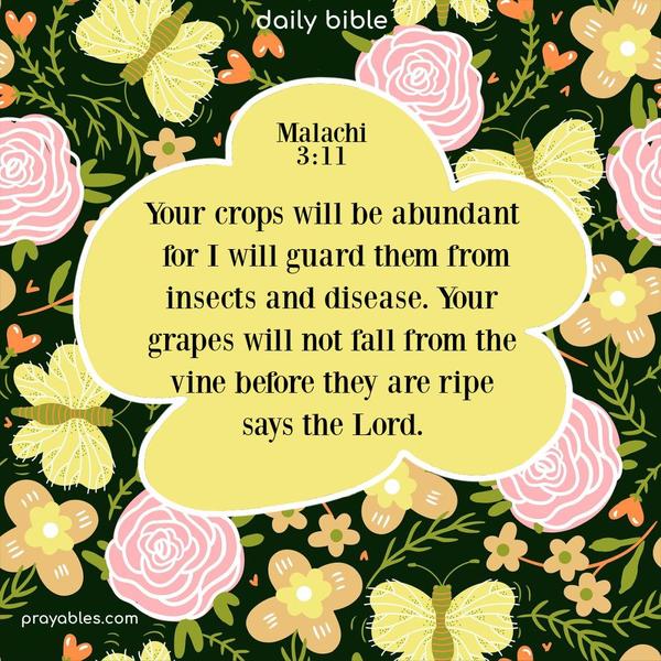 Your crops will be abundant, for I will guard them from insects and disease. Your grapes will not fall from the vine before they are ripe, says the Lord. Malachi 3:11