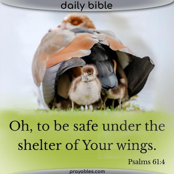 Psalm 61:4 Oh, to be safe under the shelter of Your wings.