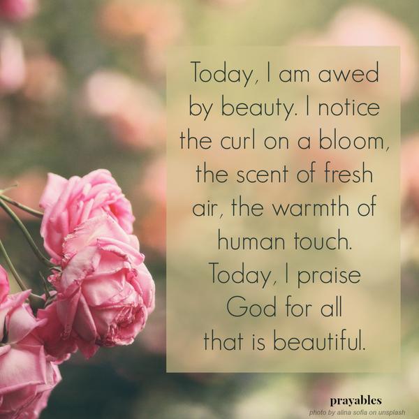 Today, I am awed by beauty. I notice the curl on a bloom, the scent of fresh air, the warmth of human touch.  Today, I praise  God for all  that is beautiful.