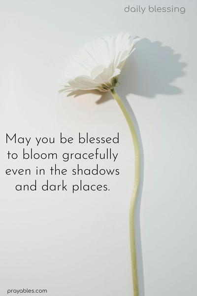 May you be blessed to bloom gracefully even in the shadows and dark places.