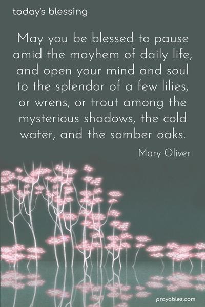 May you be blessed to pause amid the mayhem of daily life, and open your mind and soul to the splendor of a few lilies, or wrens, or trout among the mysterious shadows, the cold water, and the somber oaks.  Mary Oliver