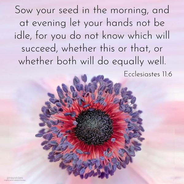 Ecclesiastes 11:6 Sow your seed in the morning, and at evening let your hands not be idle, for you do not know which will succeed, whether this or that, or whether both will do equally
well.