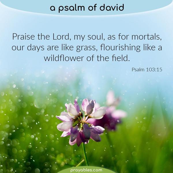 Psalm 103:15 Praise the Lord, my soul, as for mortals, our days are like grass, flourishing like a wildflower of the field.