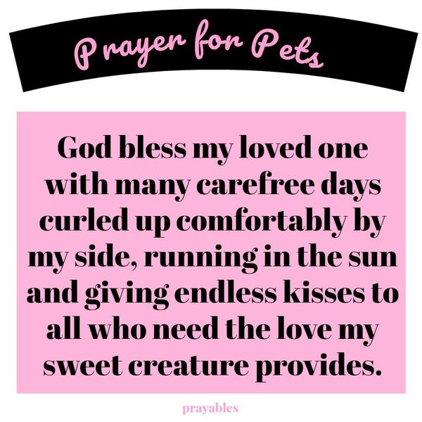 God bless my loved one with many carefree days curled up comfortably by my side, running in the sun and giving endless kisses to all who need the love my sweet creature provides.