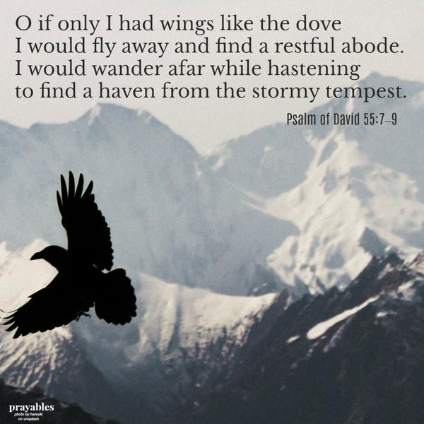 David’s Psalm 55:7–9 O if only I had wings like the dove I would fly away and find a restful abode. I would wander afar while hastening to find a haven from the stormy tempest. 