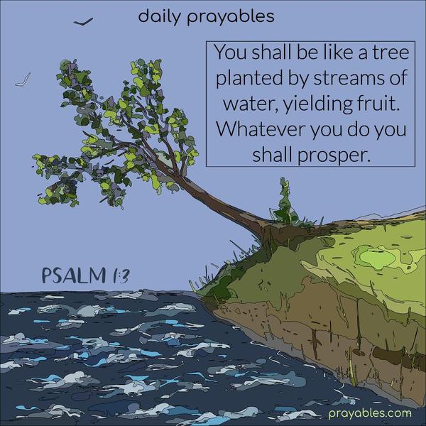 You shall be like a tree planted by streams of water, yielding fruit. Whatever you do, you shall prosper. Psalm 1:3