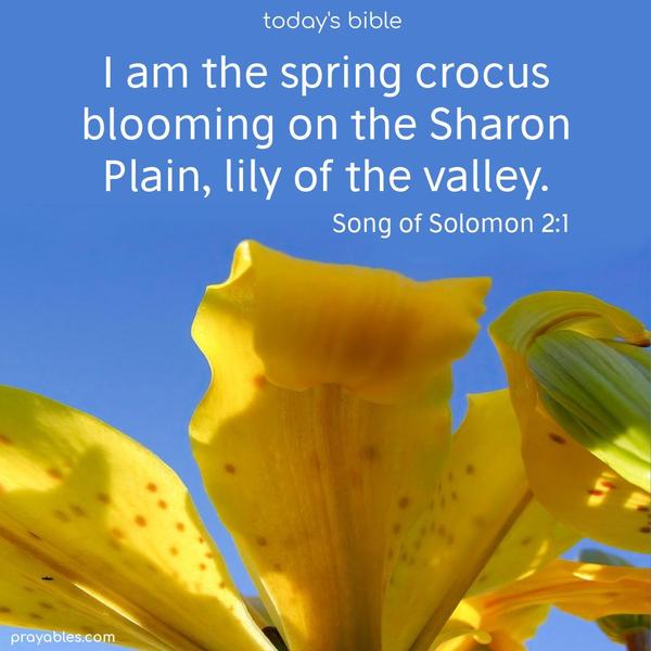 I am the spring crocus blooming on the Sharon Plain, the lily of the valley. Song of Solomon 2:1