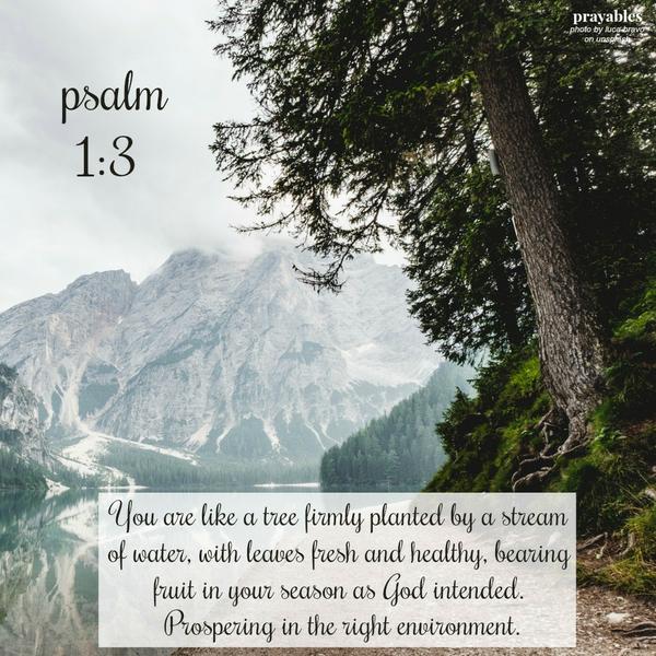 Psalm 1:3 You are like a tree firmly planted by a stream of water, with leaves fresh and healthy, bearing fruit in your season as God intended. Prospering in the right environment. God meant for me to be healthy and prosperous.