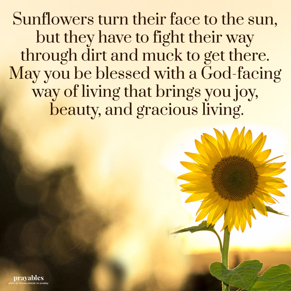 Sunflowers turn their face to the sun, but they have to fight their way through dirt and muck to get there. May you be blessed with
a God-facing way of living that brings you joy, beauty, and gracious living.