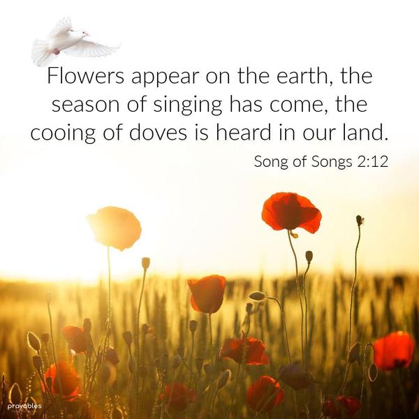 Song of Songs 2:12 Flowers appear on the earth, the season of singing has come, the cooing of doves is heard in our land.