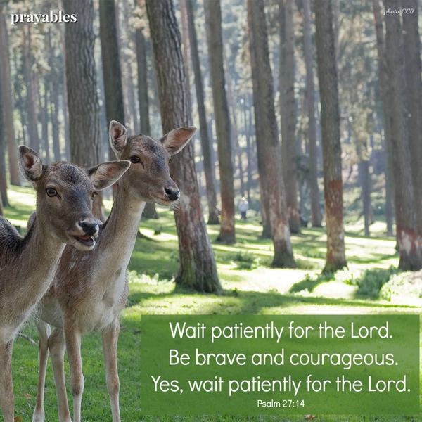 Wait patiently for the Lord. Be brave and courageous. Yes, Wait patiently for the Lord. psalm 27:14