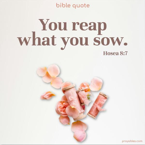 You reap what you sow. Hosea 8:7