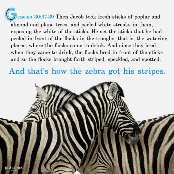 Genesis 30:37-39 Then Jacob took fresh sticks of poplar and almond and plane trees, and peeled white streaks in them, exposing the white of the sticks. He set the sticks that
he had peeled in front of the flocks in the troughs, that is, the watering places, where the flocks came to drink. And since they bred when they came to drink, the flocks bred in front of the sticks and so the flocks brought forth striped, speckled, and spotted. And that’s how the zebra got his stripes.