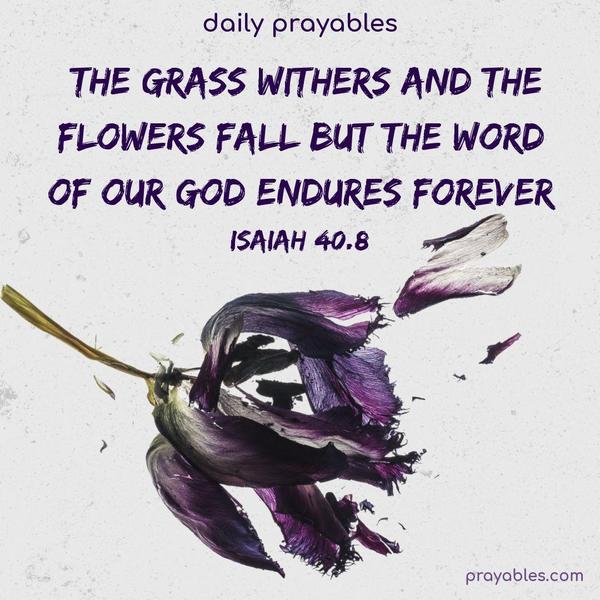 The grass withers, and the flowers fall, but the word of our God endures forever. Isaiah 40:8