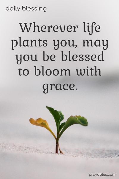 Wherever life plants you, may you be blessed to bloom with grace.