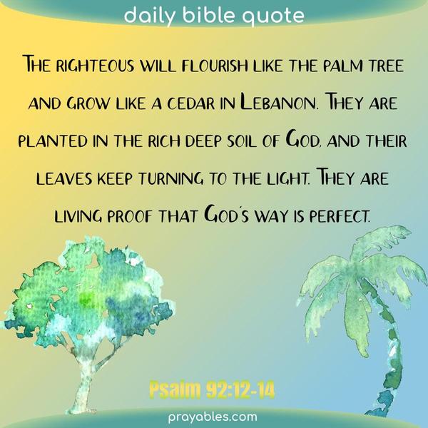 Psalm 92:12-14 The righteous will flourish like the palm tree and grow like a cedar in Lebanon. They are planted in the rich deep soil of God,
and their leaves keep turning to the light. They are living proof that God's way is perfect.