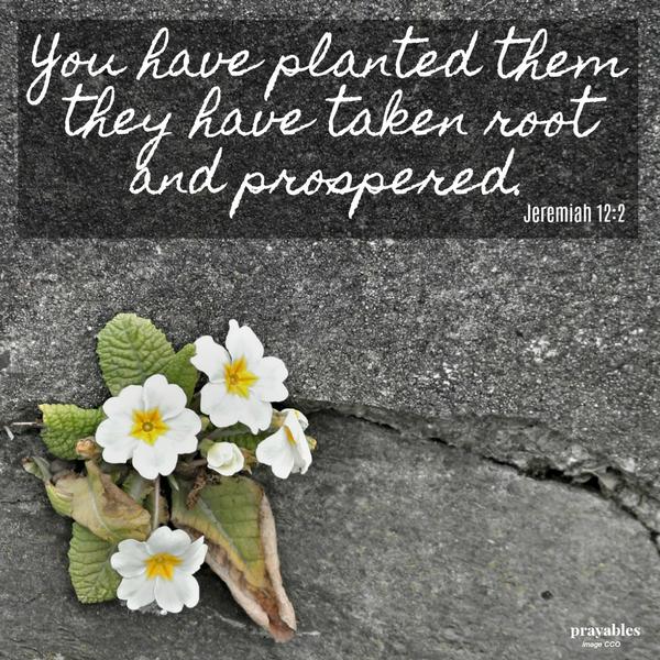 Jeremiah 12:2 You have planted them they have taken root and prospered.