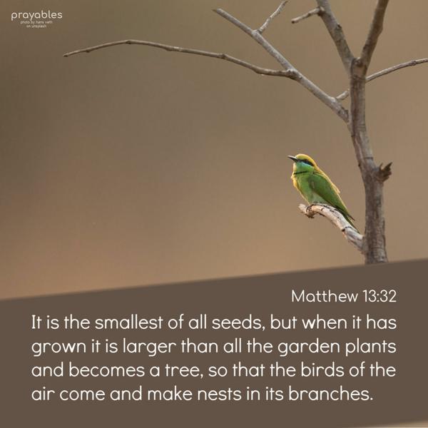 Matthew 13:32 It is the smallest of all seeds, but when it has grown it is larger than all the garden plants and becomes a tree, so that the
birds of the air come and make nests in its branches.