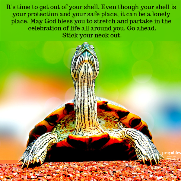   It's time to get out of your shell. Even though your shell is your protection and your safe place, it can be a lonely place. May God bless you to stretch and partake in the celebration of life all around you. Go ahead, stick your neck
out.