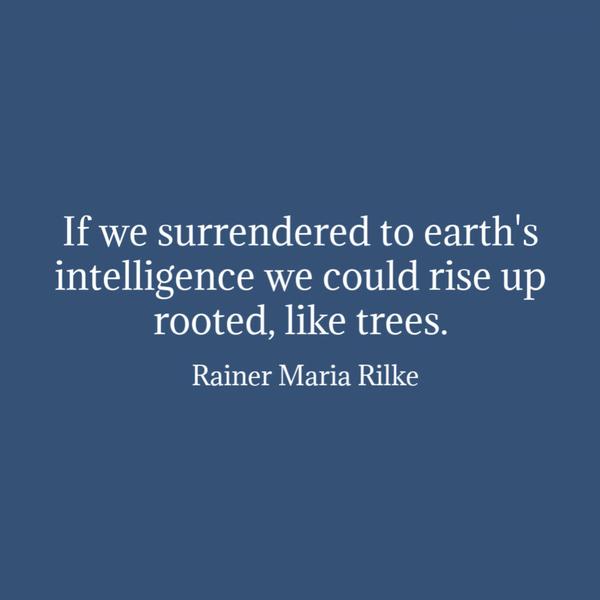 If we surrendered to earth’s intelligence we could rise up rooted, like trees. Rainer Maria Rilke