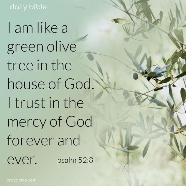 I am like a green olive tree in the house of God.I trust in the mercy of God forever and ever. Psalm 52:8