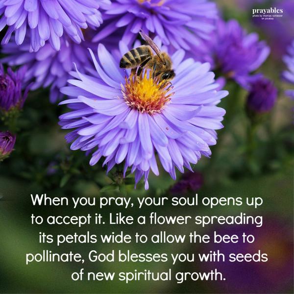 When you pray, your soul opens up to accept it. Like a flower spreading its petals wide to allow the bee to pollinate, God blesses you with seeds of new spiritual growth.