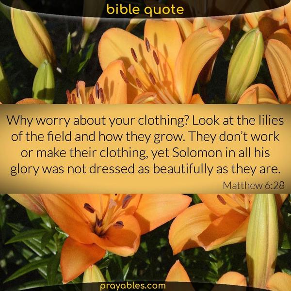 Matthew 6:28 Why worry about your clothing? Look at the lilies of the field and how they grow. They don’t work or make their clothing, yet Solomon in all his glory was not
dressed as beautifully as they are.