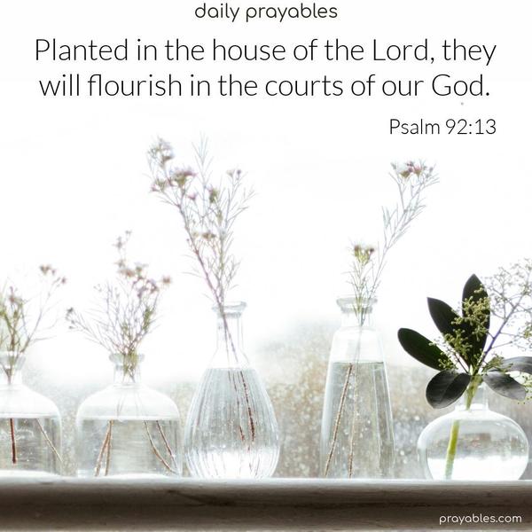 Planted in the house of the Lord, they will flourish in the courts of our God. Psalm 92:13